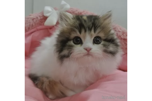 成約済の東京都のスコティッシュフォールド-104275の2枚目